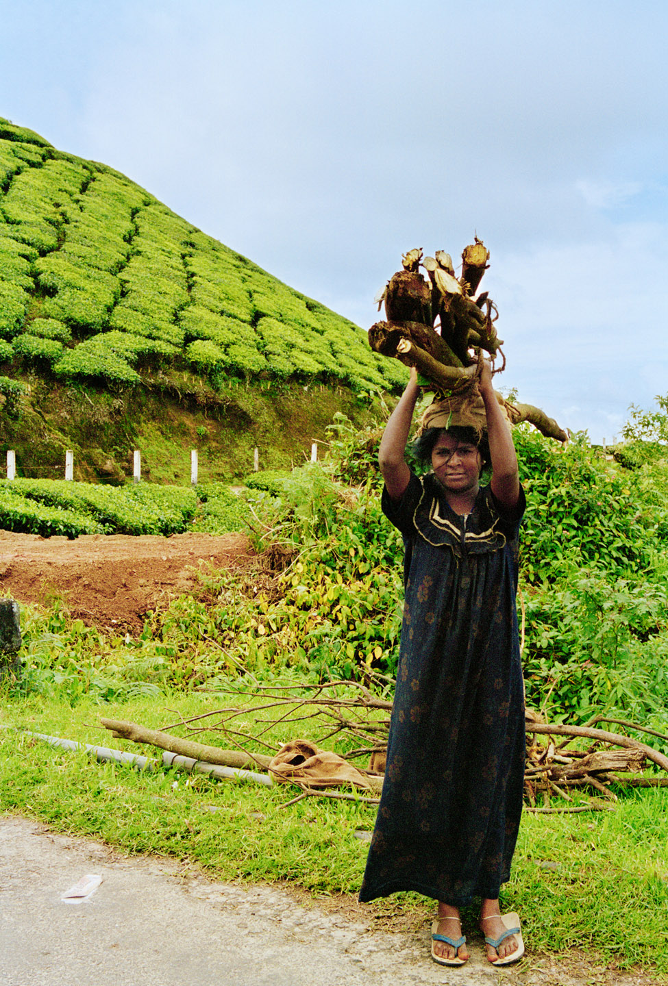 Tata tea fields, Munnar,  Kerala, India, 2006