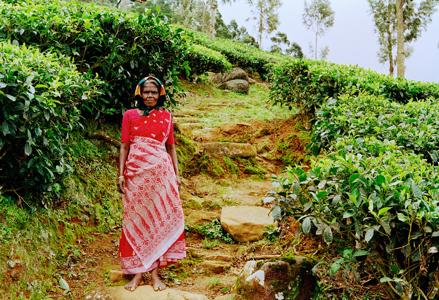 Tata tea fields, Munnar,  Kerala, India, 2006
